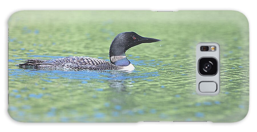 Loon Galaxy Case featuring the photograph Common Loon 4 by Gordon Semmens