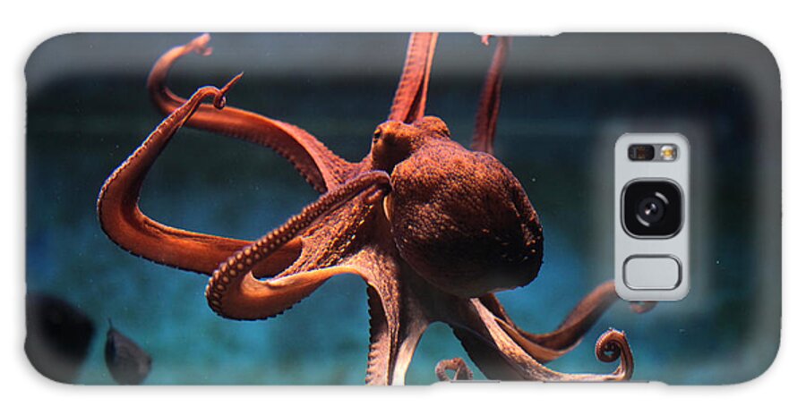 Octopus Galaxy Case featuring the photograph Common Octopus Octopus Vulgaris by Vladimir Wrangel