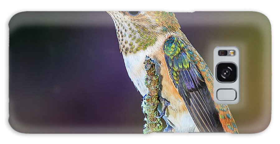 Animal Galaxy Case featuring the photograph Contemplation II - Rufous Hummingbird by Briand Sanderson
