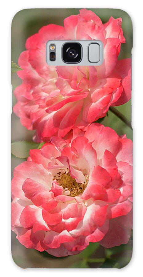 Rose Galaxy Case featuring the photograph Coral-and-White Roses by Dawn Cavalieri
