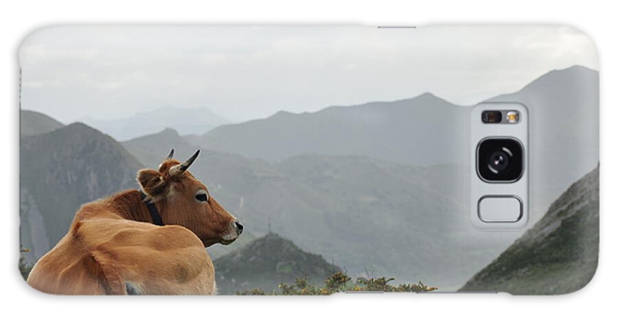 Grass Galaxy Case featuring the photograph Cow Sitting Near Mountain by By Carlos M.