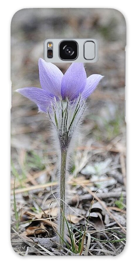  Galaxy Case featuring the photograph Crocus detail by Susie Rieple