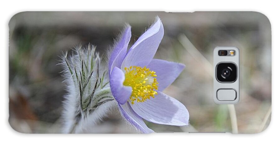  Galaxy Case featuring the photograph Crocus by Susie Rieple