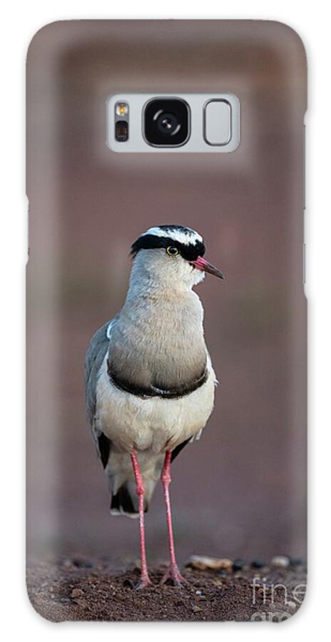 Africa Galaxy Case featuring the photograph Crowned Lapwing by Peter Chadwick/science Photo Library