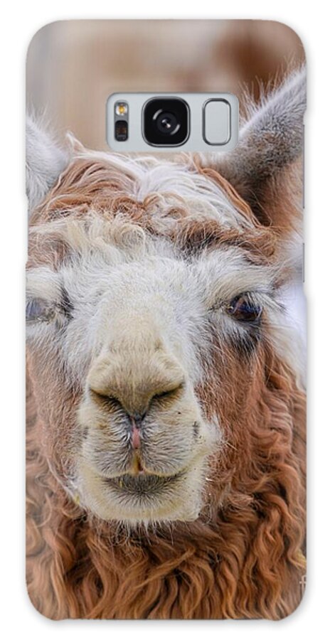 Llama Galaxy S8 Case featuring the photograph Cute Llama by Susan Rydberg