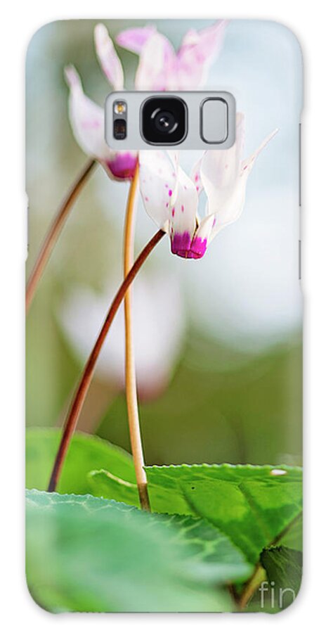 Israeli Nature Galaxy Case featuring the photograph Cyclamen by Benny Woodoo