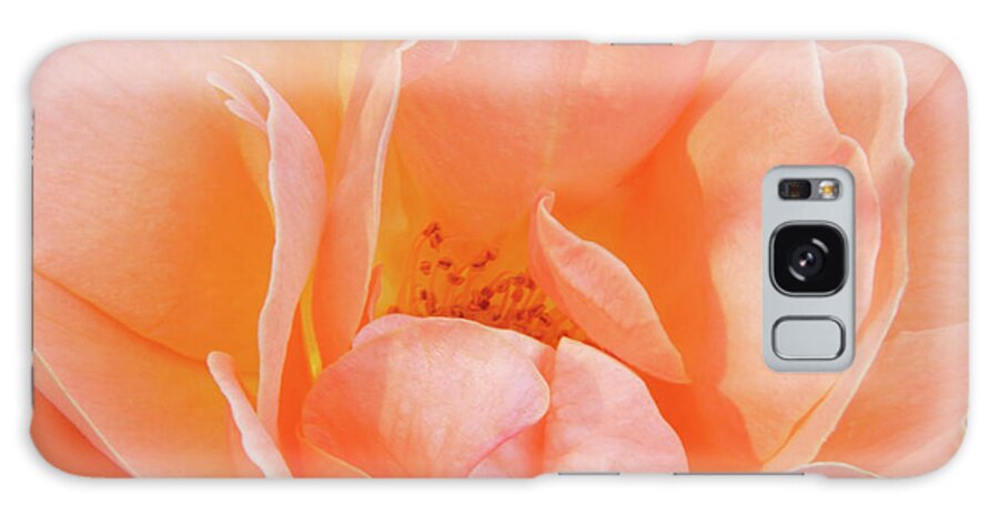 Flowers Galaxy Case featuring the photograph Dad's Rose by Minnie Gallman
