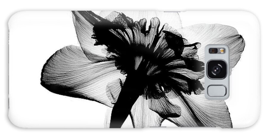 X-ray Of Daffodil Galaxy Case featuring the photograph Daffodil #1 X-ray by Bert Myers