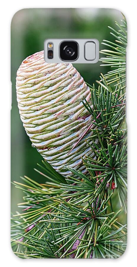 Plant Galaxy Case featuring the photograph Deodar Cedar (cedrus Deodara) by Dr. Nick Kurzenko/science Photo Library