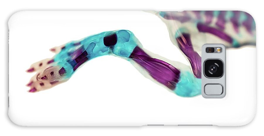 Biology Galaxy Case featuring the photograph Developing Bones Of Rat Leg by Jose Calvo / Science Photo Library