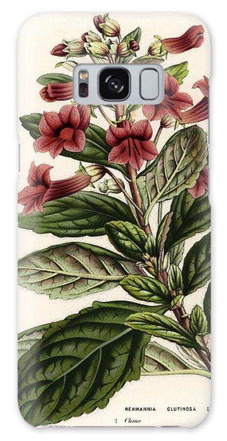 Botanical Illustration Galaxy Case featuring the drawing Di huang, Rehmannia glutinosa. Flowers of the Gardens and Hothouses of Europe, Ghent, Belgium. by Album