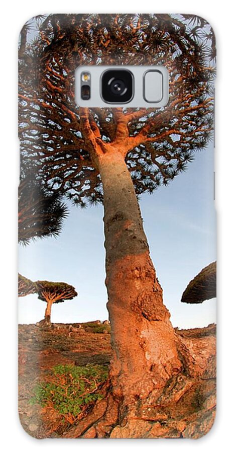 Tranquility Galaxy Case featuring the photograph Dragons Blood Trees by Trevor Cole Alternative Visions Photography