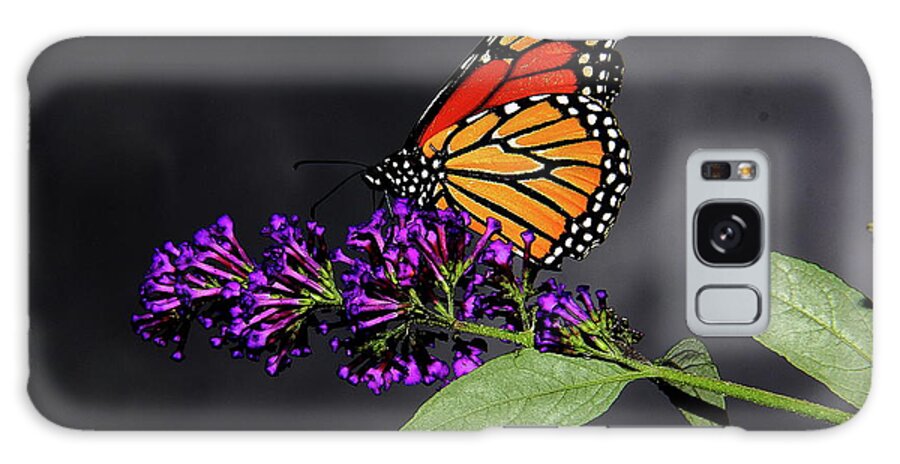  Butterfly Galaxy Case featuring the photograph Drink Deeply of This Moment by Allen Nice-Webb