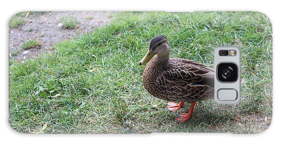 Duck Galaxy Case featuring the photograph Duck in Boston Commons by Laura Smith