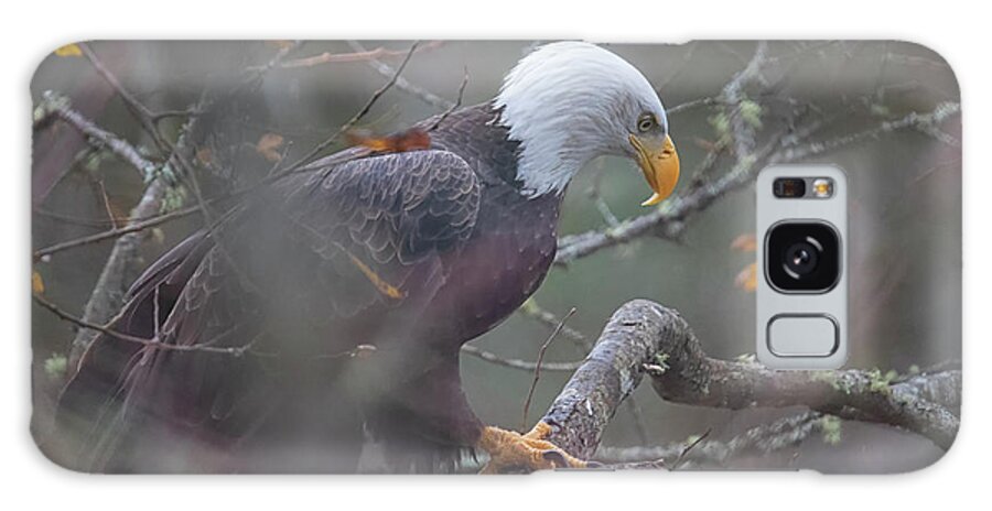 Bald Eagle Galaxy Case featuring the photograph Eagle Scout by Randy Hall