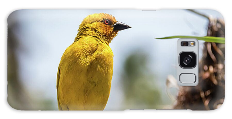 Bird Galaxy Case featuring the photograph Eastern golden weaver, Zanzibar by Lyl Dil Creations
