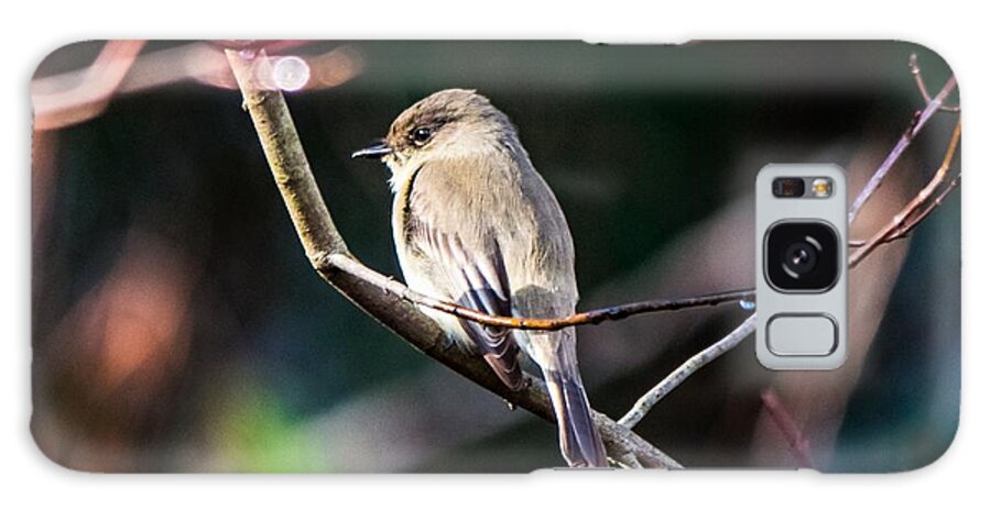 Eastern Phoebe Galaxy Case featuring the photograph Eastern Phoebe in the Sun by Mary Ann Artz