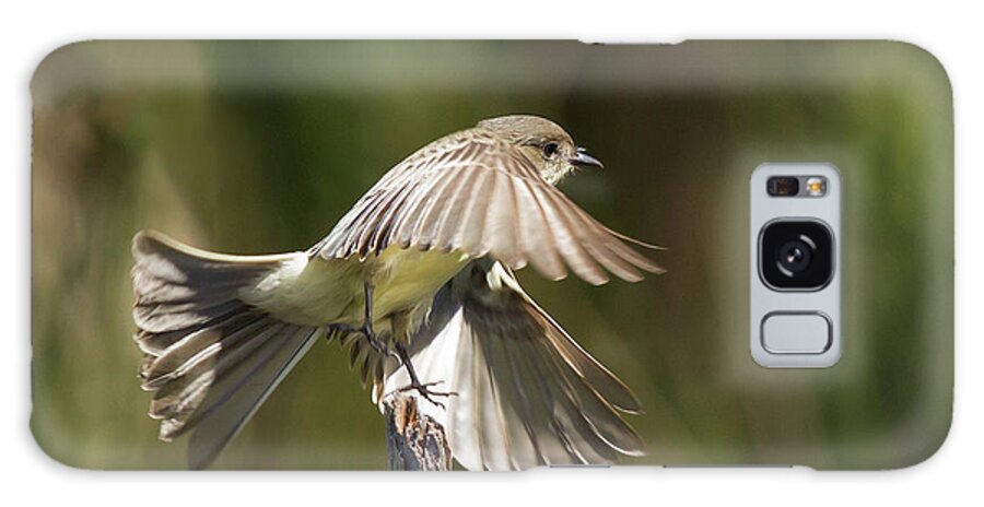 Phoebe Galaxy Case featuring the photograph Eastern Phoebe by Paul Rebmann