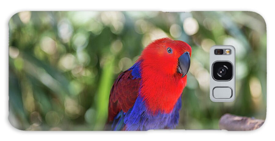 Eclectus Parrot Galaxy Case featuring the photograph Eclectus Parrot by Eva Lechner