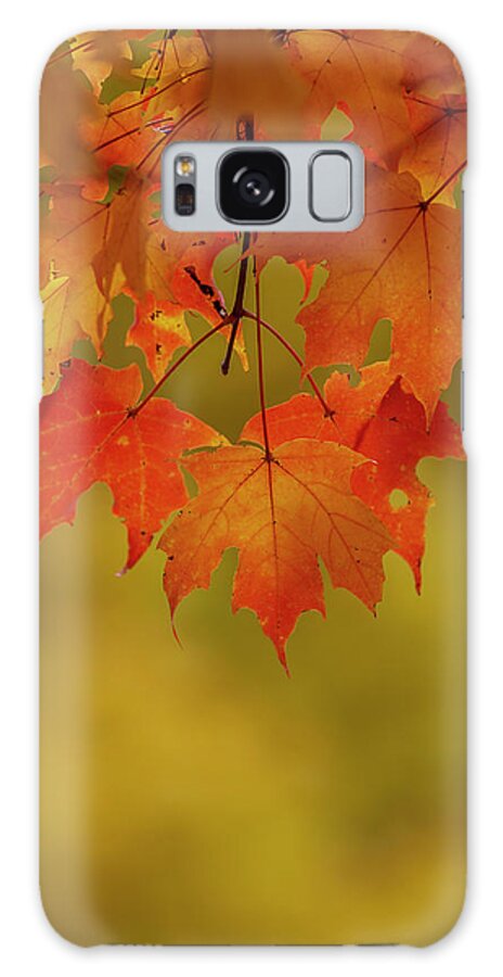 New England Galaxy Case featuring the photograph Fall Leaves by Rob Davies