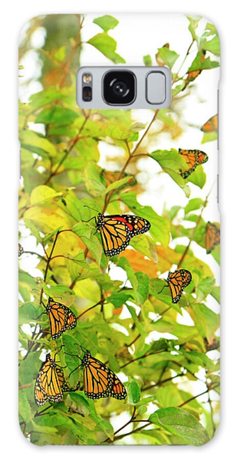 Point Pelee National Park Galaxy Case featuring the photograph Fall Migrating Monarch Butterflies by Diane Labombarbe