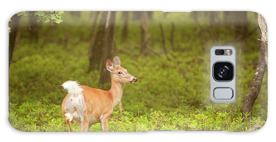 Scenics Galaxy Case featuring the photograph Female Deer In The Forest by Alex Potemkin