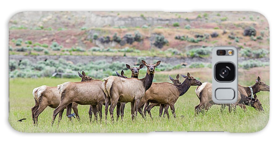 Elk Galaxy Case featuring the photograph Female Elk Herd by Julieta Belmont