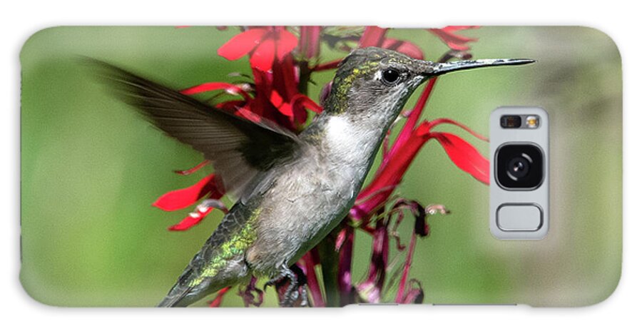 Nature Galaxy Case featuring the photograph Female Ruby-throated Hummingbird DSB0325 by Gerry Gantt