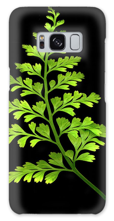 Fern Galaxy Case featuring the painting Fern #4 by Susan S. Barmon