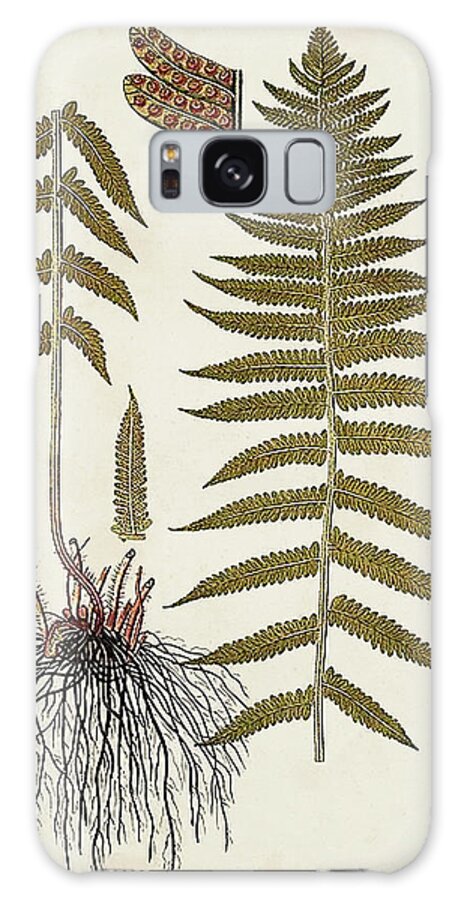 Botanical & Floral+ferns+botanical Study Galaxy Case featuring the painting Fern Botanical V by Vision Studio