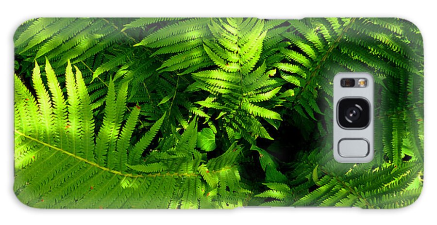 Green Galaxy Case featuring the photograph Fern by Mike McBrayer