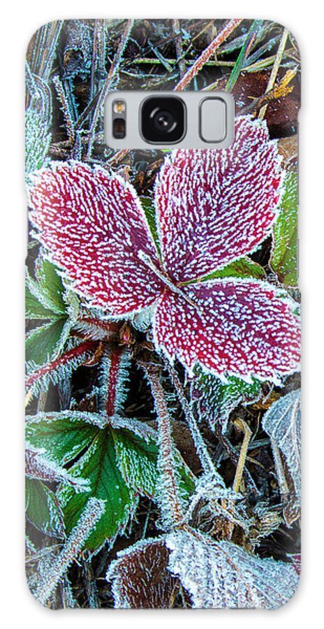 First Frost Galaxy Case featuring the photograph First Frost by Brenda Petrella Photography Llc