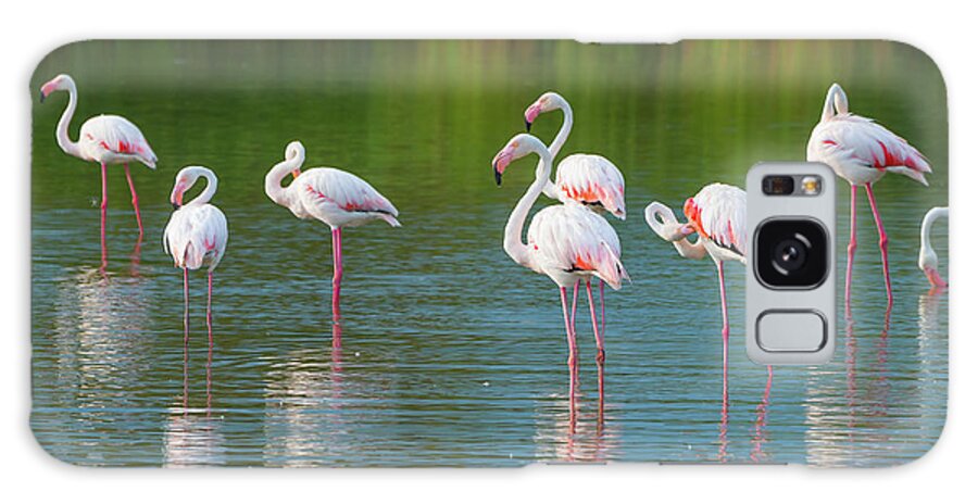 Scenics Galaxy Case featuring the photograph Flamengos by Mmac72