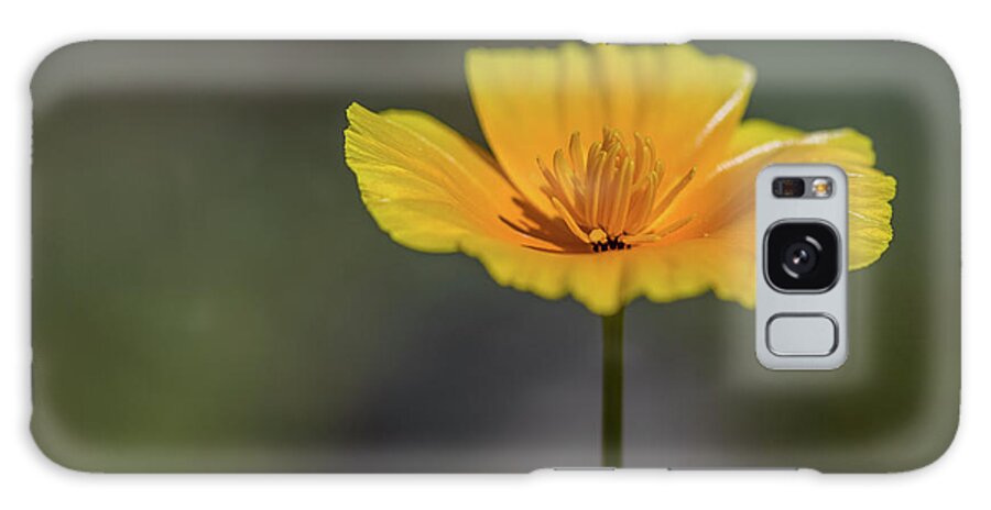 Mexican Gold Poppy Galaxy Case featuring the photograph Flat Poppy by Aaron Burrows