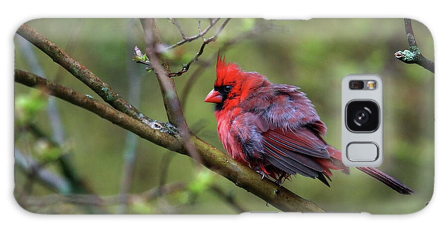 Nature Galaxy Case featuring the photograph Fluffing Up My Feathers by Trina Ansel
