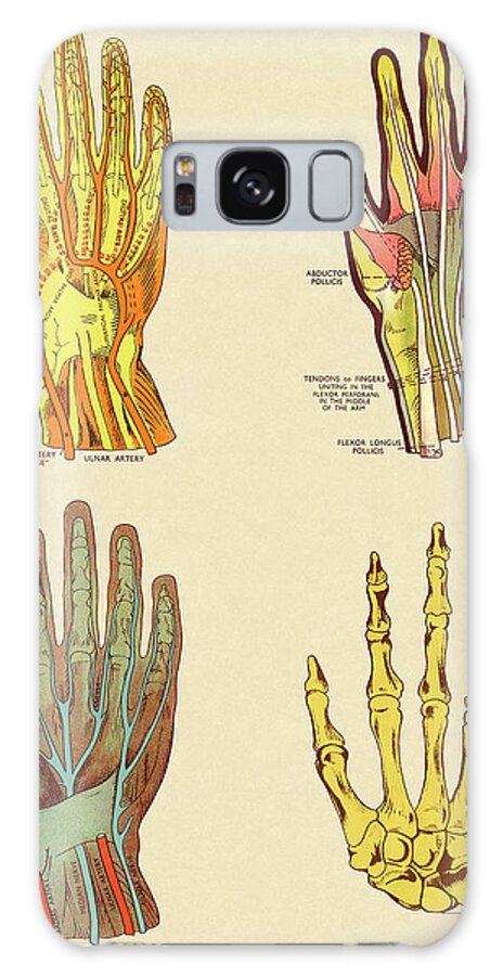 Anatomical Galaxy Case featuring the drawing Four Views of Hand by CSA Images