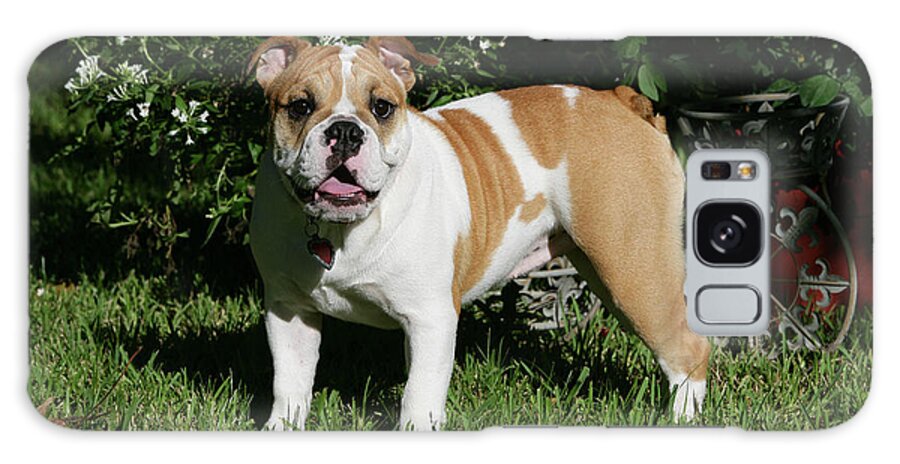 Animals Galaxy Case featuring the photograph French Bulldog 38 by Bob Langrish