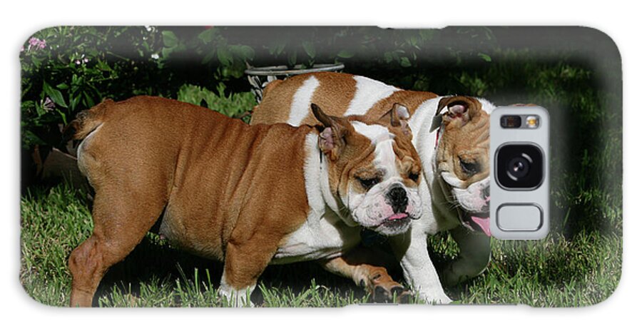 Animals Galaxy Case featuring the photograph French Bulldog 52 by Bob Langrish
