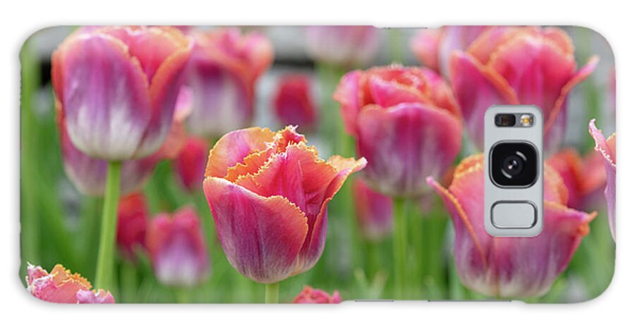 Tulip Galaxy Case featuring the photograph Fringe Tip Tulips by Arthur Oleary