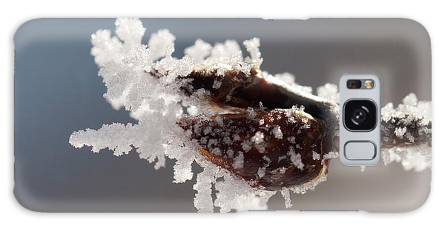 Colorado Galaxy Case featuring the photograph Frozen Buds by Julia McHugh