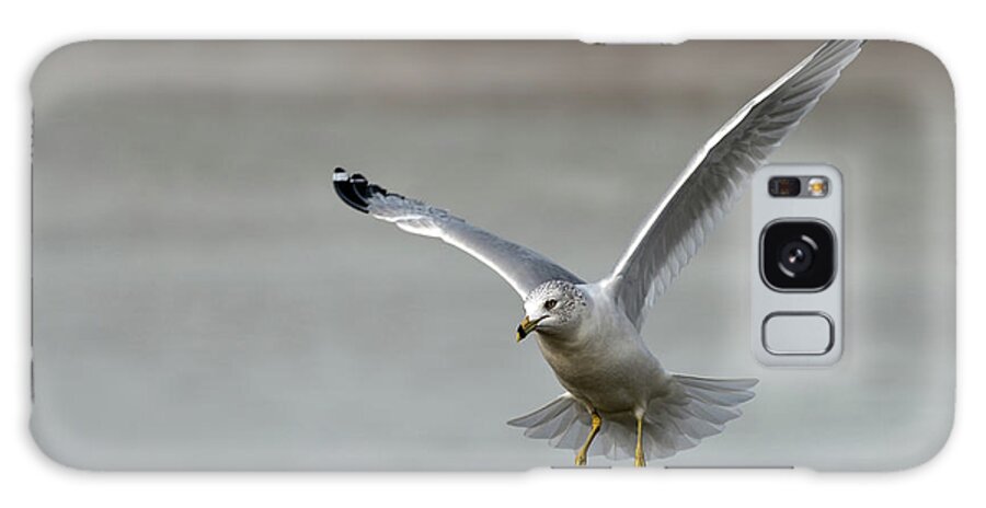 Ring Billed Gull Galaxy Case featuring the photograph Frozen in time by Sam Rino