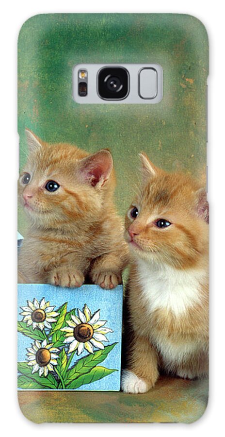 Animal Galaxy Case featuring the photograph Fs1799 2 Red Kittens Blue Box by Art House Design