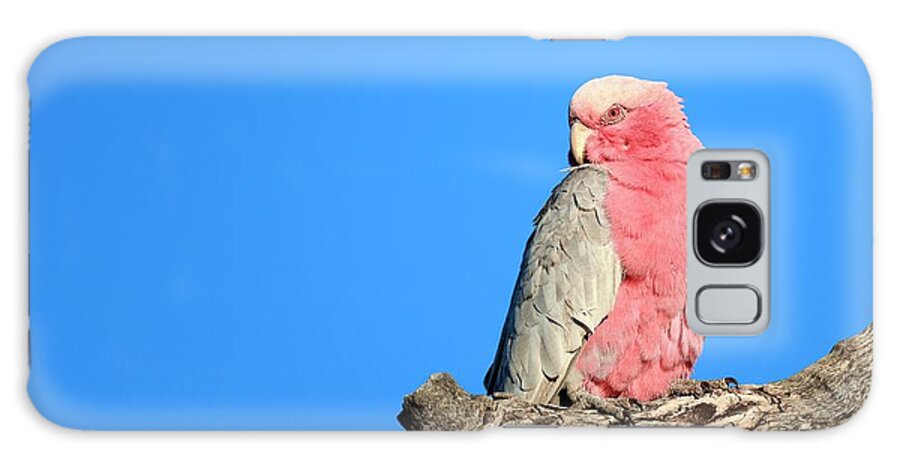 Australian Galaxy Case featuring the photograph Galah In A Tree by Dr P. Marazzi/science Photo Library