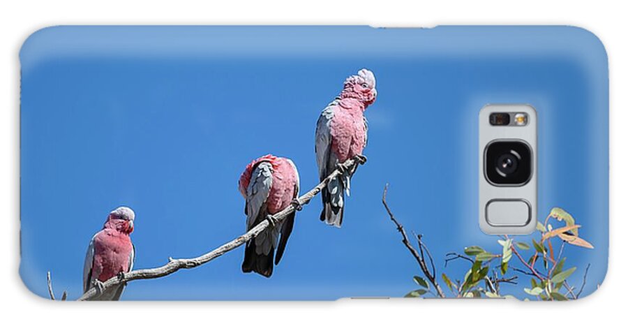 Australian Galaxy Case featuring the photograph Galahs In A Tree by Dr P. Marazzi/science Photo Library
