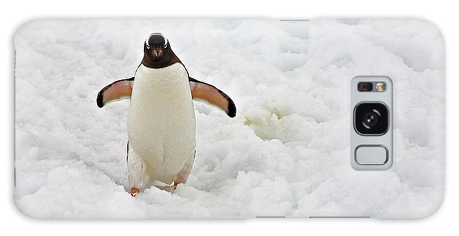 Snow Galaxy Case featuring the photograph Gentoo Penguin by Richard Ianson