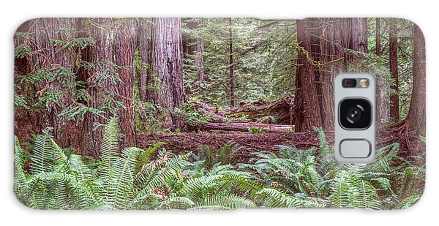 Get Lost In The Redwoods Galaxy Case featuring the photograph Get Lost In The Redwoods by Joseph S Giacalone