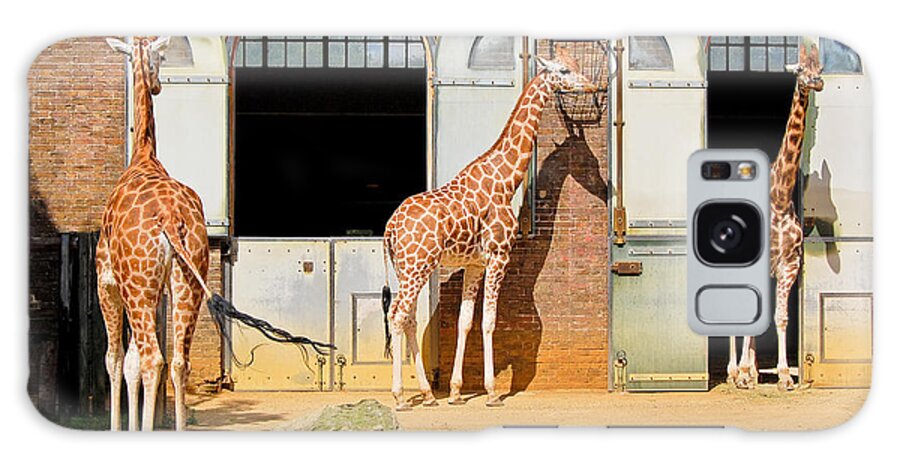 Big Galaxy Case featuring the photograph Giraffes At The London Zoo In Regent by Kamira