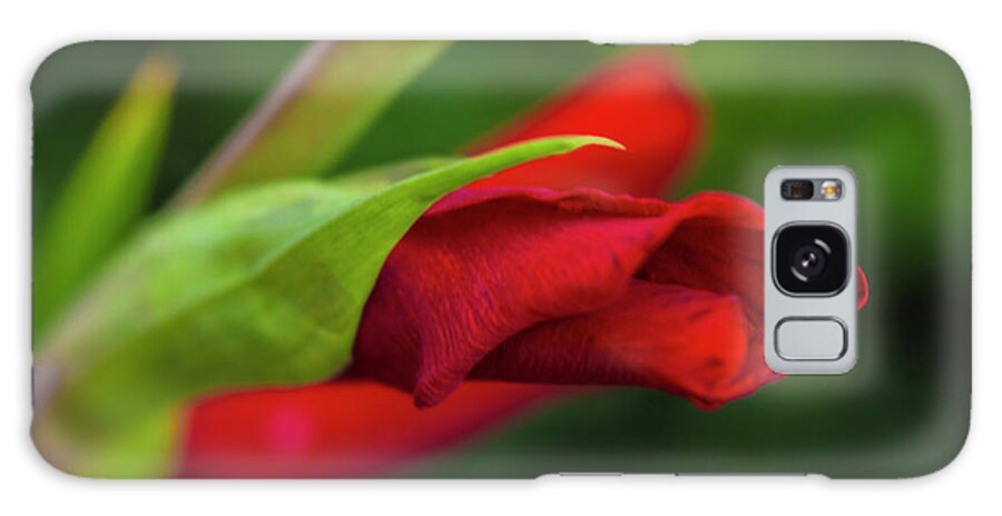 Flower Galaxy Case featuring the photograph Gladiolus by Diane Fifield