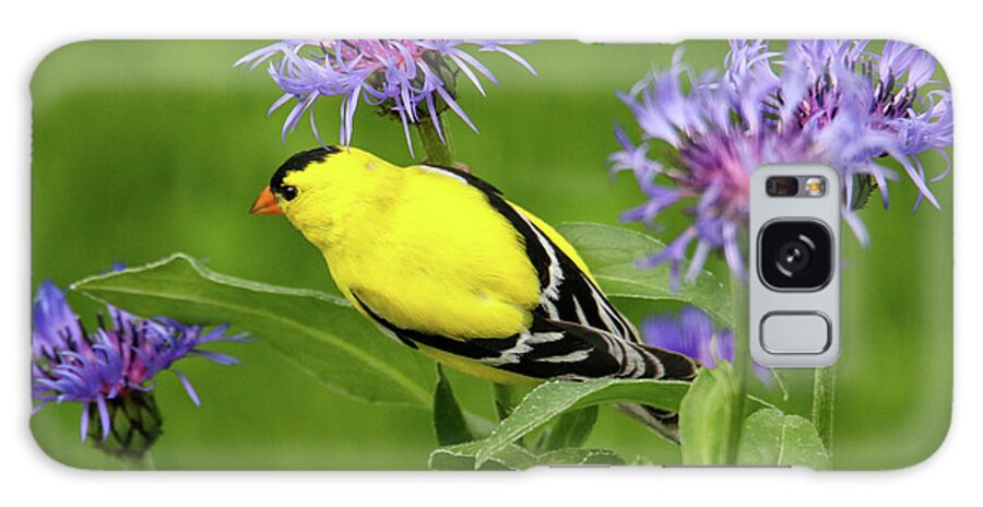 Goldfinch Galaxy Case featuring the photograph Gold Finch by Brook Burling