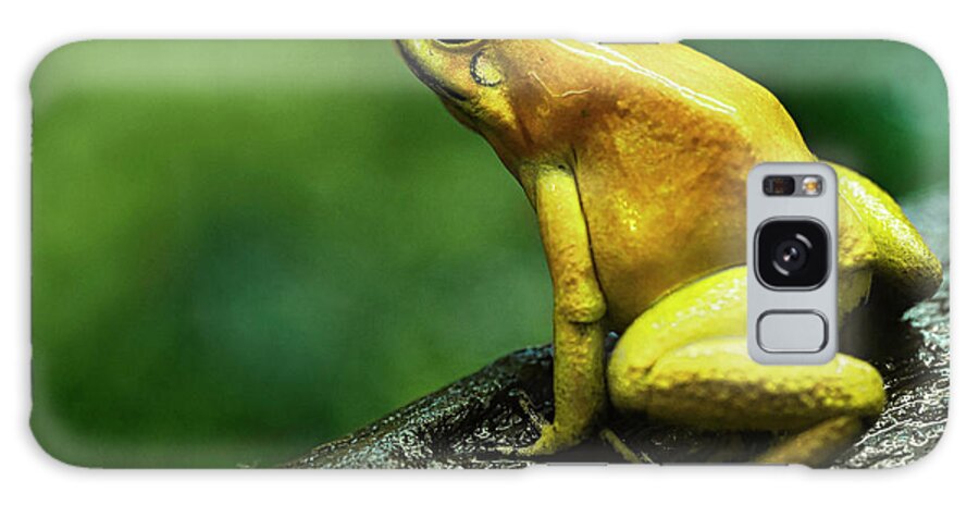 Alertness Galaxy Case featuring the photograph Golden Poison Frog by Bjorn Holland